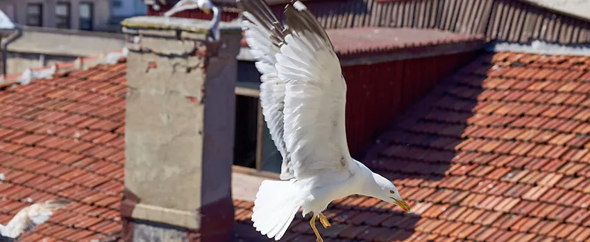 Residential Chimney Animal Removal Solution in Lincoln Park, MI